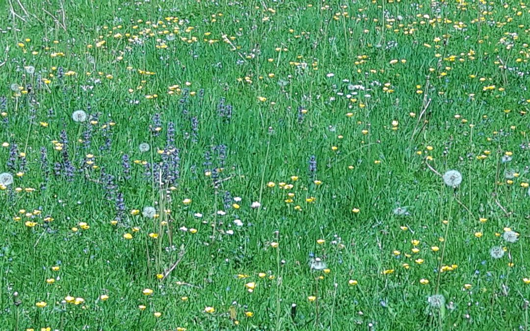 Die Pollen fliegen